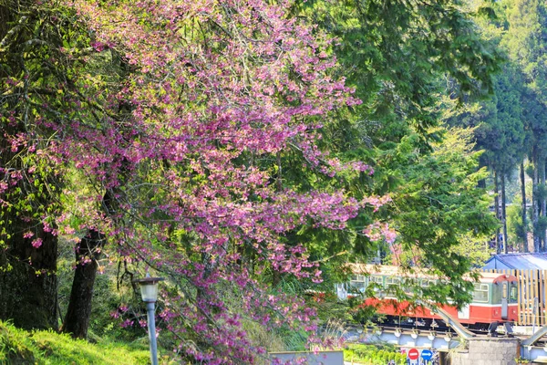 Kvetoucí Strom Růžovými Květy Pohybující Vlak Pozadí — Stock fotografie