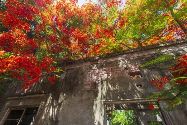 Pequeña Cabaña Con Flores Rojas Flor — Foto de Stock