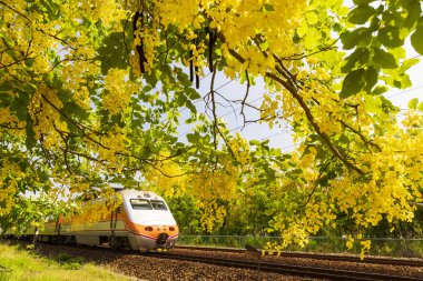 tren sarı yaprakları ile çevrili demiryolu rayları biçme
