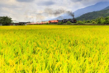 Tren yemyeşil sarı alan üzerinde hareket