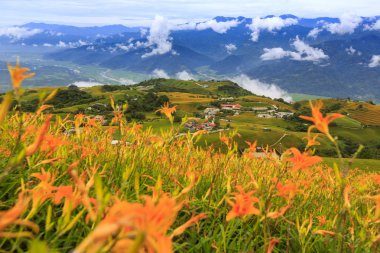 dağlık arazide tarlada açan vahşi zambaklar ve şemsiyeli uzak kişi