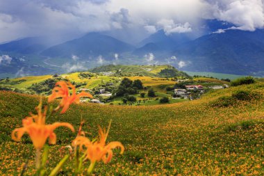 dağlık arazide tarlada açan vahşi zambaklar ve şemsiyeli uzak kişi