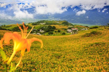dağlık arazide tarlada açan vahşi zambaklar ve şemsiyeli uzak kişi