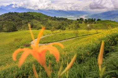 dağlık arazide tarlada açan vahşi zambaklar ve şemsiyeli uzak kişi