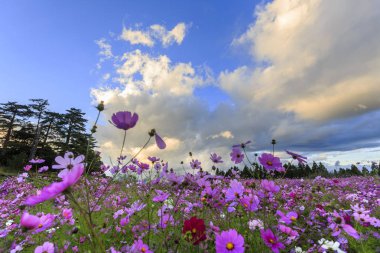 bulutlu gökyüzü altında sahada açan pembe çiçekler