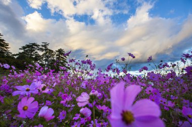 bulutlu gökyüzü altında sahada açan pembe çiçekler