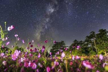 gece yıldızlı gökyüzü altında çiçek açan kır çiçekleri