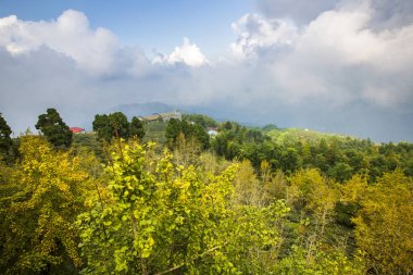 sarı ağaçlar ile dağlık orman görünümü 