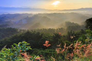 akşam güneş ışığında yemyeşil çiçek açan kır çiçekleri 