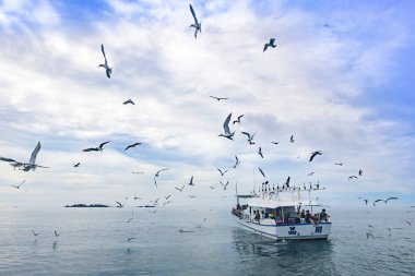 insanlar ve gökyüzünde uçan martılar ile gemi hareketli