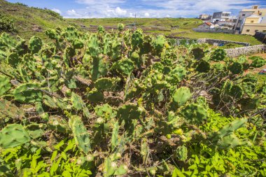 büyük kaktüs ler bitkiler ve arka plan üzerinde bina ile yeşil çim