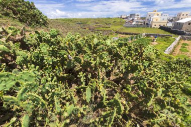 arka planda büyük kaktüsler bitki ve binalar ile yeşil çim