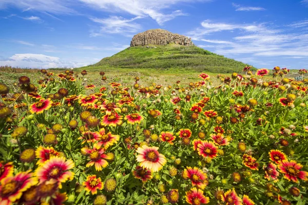 Blühende Blumen Auf Felsen Unter Wolkenverhangenem Himmel — Stockfoto