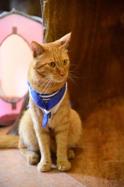 Kabarık kedi portresi  