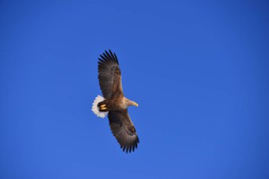 Gökyüzünde uçan kartal 