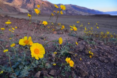 Güzel çiçekler baharda açar.