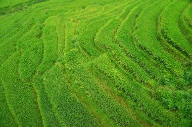Gündüz yeşil alan 