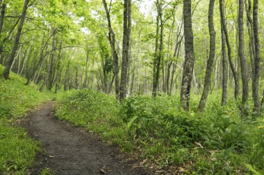 Gündüz vakti ormandaki yeşil ağaçlara yakın. 
