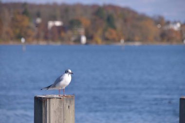 Gün içinde martıyı kapat   