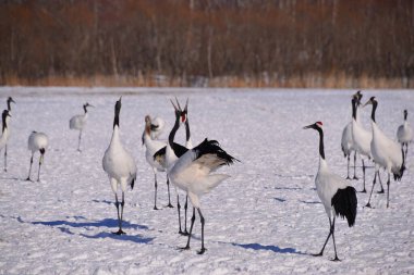 Turnalar Hokkaido 'nun kışlık bölgelerinde toplandı