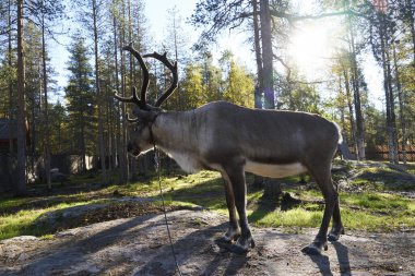 Ormandaki yolda geyik