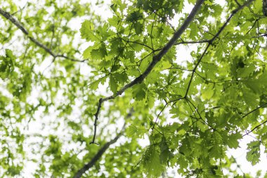 Orman ağaçlı yeşil arazi