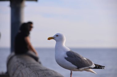 Gün içinde martıyı kapat  
