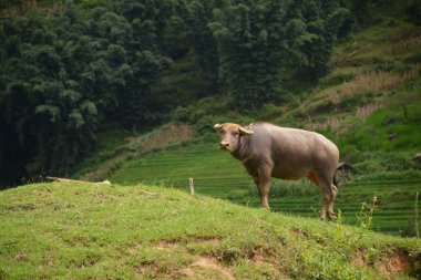 Otlak üzerinde otlatma inekler