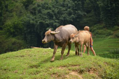 Otlak üzerinde otlatma inekler