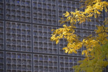 Kaiser Wilhelm Anıt Kilisesi, önünde ağaç var.