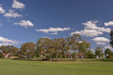 Güneşli bir günde yeşil park