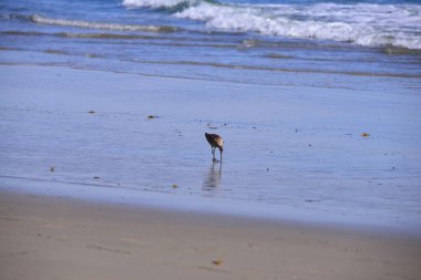  Martı gündüz vakti sahilde. 
