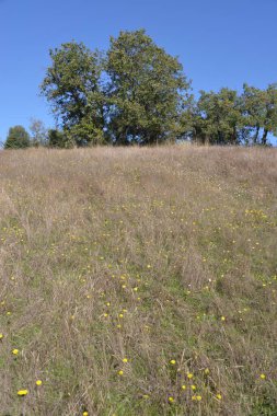 Yazın kuru otlarla dolu geniş bir çayır.