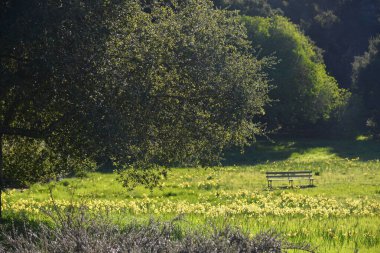Yeşil parkta yapayalnız bir bank