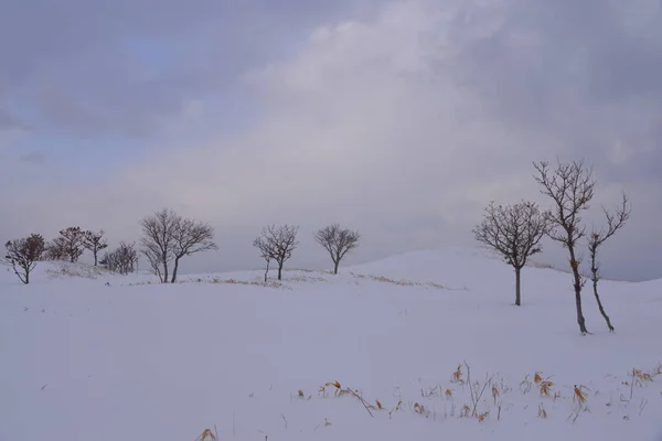 Landskap Med Träd Vintern — Stockfoto