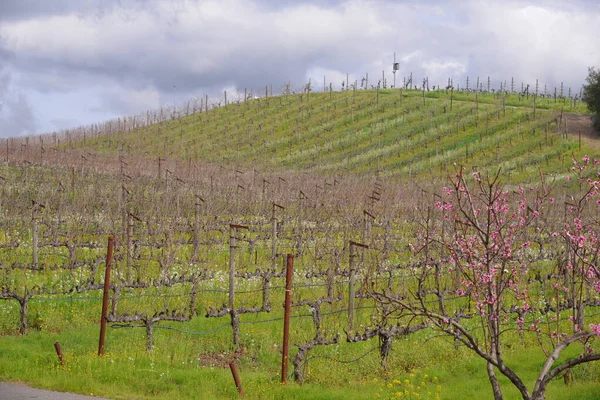 Paisaje Con Viñedo Hierba Verde — Foto de Stock