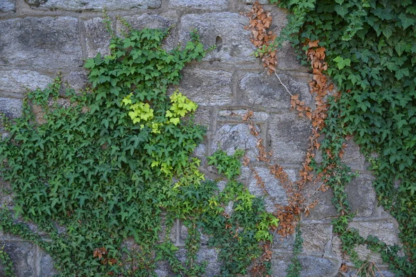 Plantas Verdes Crescendo Parede Pedra — Fotografia de Stock