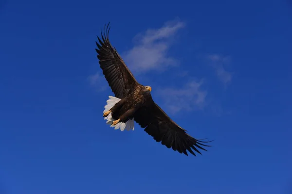 Águila Volando Cielo —  Fotos de Stock