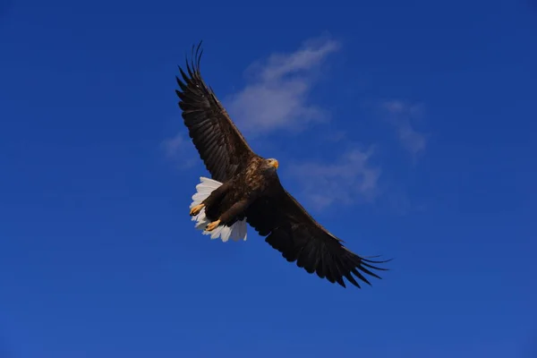 Águia Voando Céu — Fotografia de Stock