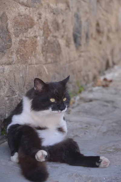 Kabarık Kedi Portresi — Stok fotoğraf