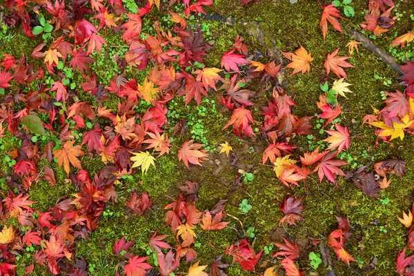 Pestrobarevné Listy Stromů Trávě — Stock fotografie