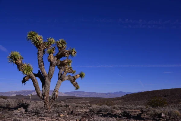 Park Narodowy Joshua Tree Kalifornia Usa — Zdjęcie stockowe