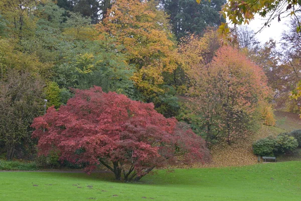 Bunte Herbstbäume Tag — Stockfoto