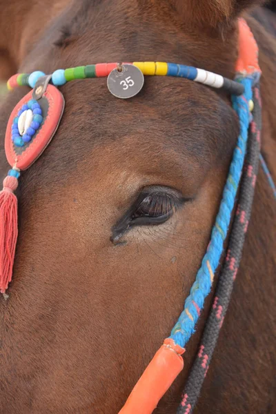 Gros Plan Cheval Brun — Photo