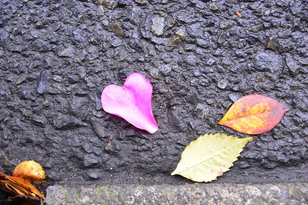 在柏油路上紧贴着五彩斑斓的秋叶 — 图库照片