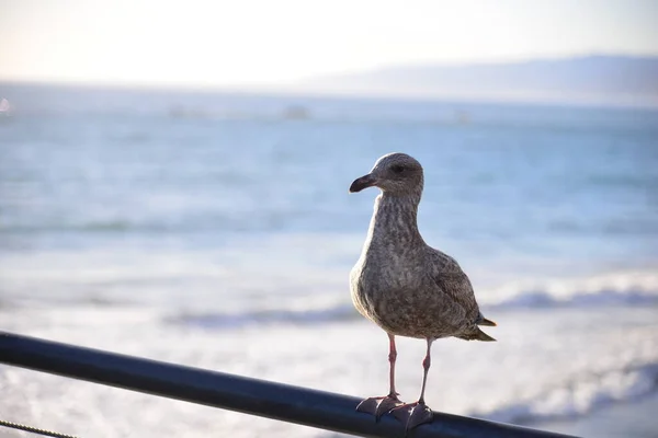 Mouette Sur Plage Mer — Photo