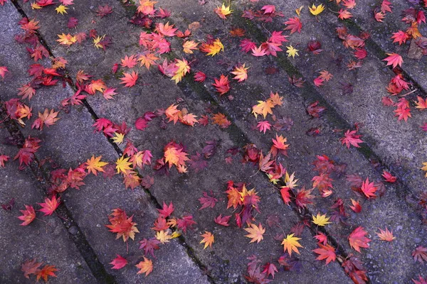 형형색색 의나무 지면에 — 스톡 사진