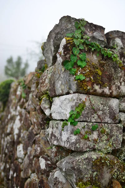 Closeup Stone Fene Plants — Stock Photo, Image