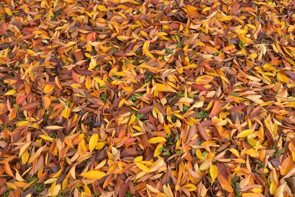 Folhas Árvore Coloridas Grama — Fotografia de Stock