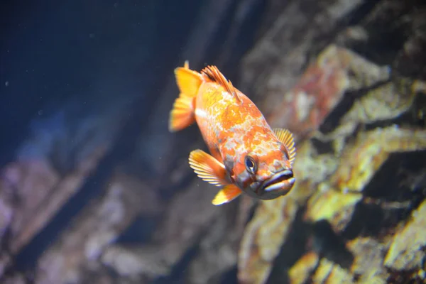 Kleine Goldene Fische Wasser — Stockfoto